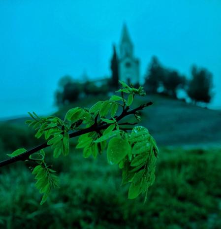 Planta helada en el entorno del santuario de Puig-agut.