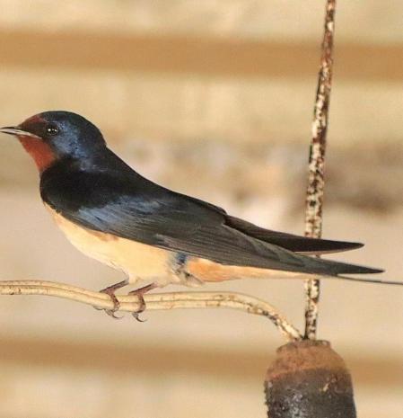 Golondrina en Vilanova de Sau.