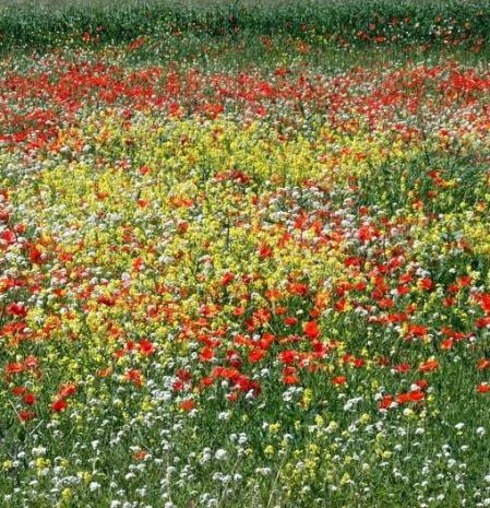 Jardín natural de Torelló.