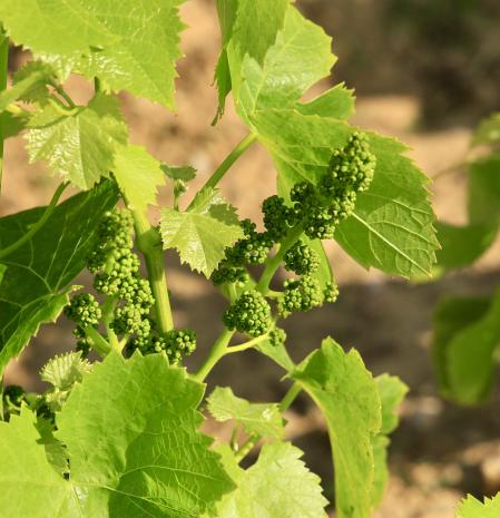 La uva incipiente en un viñedo de Mont-ras.