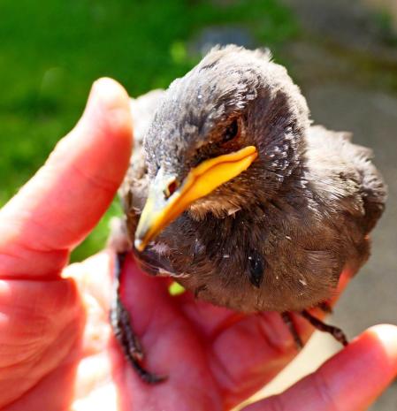 Cría de tordo caída de un nido, en los jardines de las clarisas de Vilobí d'Onyar.