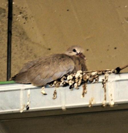 Nido de tórtolas en el parking de un súper de Torelló.