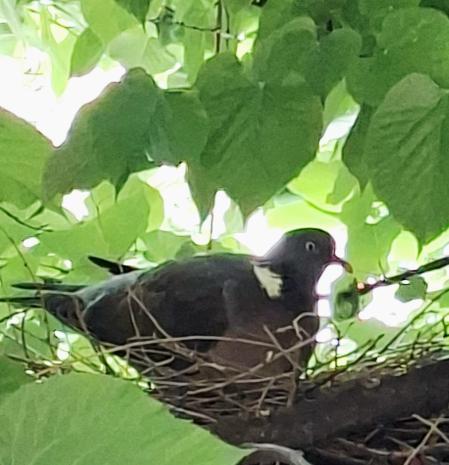 Nido de paloma torcaz junto al balcón de casa.