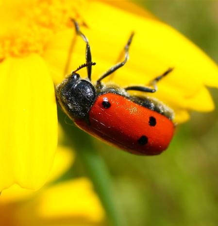 Escarabajo Clytra quadripunctata de 4 puntos, en Vilobí d'Onyar.