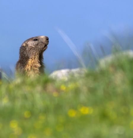 Así asoma la cabeza la marmota, en la Tossa d'Alp, Cerdanya.