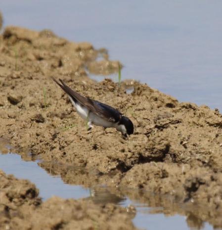La golondrina recoge barro para su nido, en Deltebre.