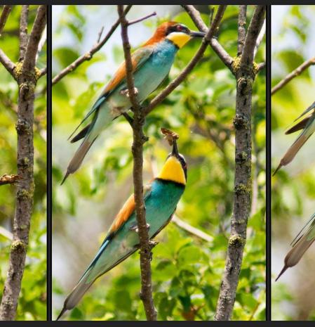 El macho ha cazado una mariposa, la ofrece a la hembra y ésta se la come.