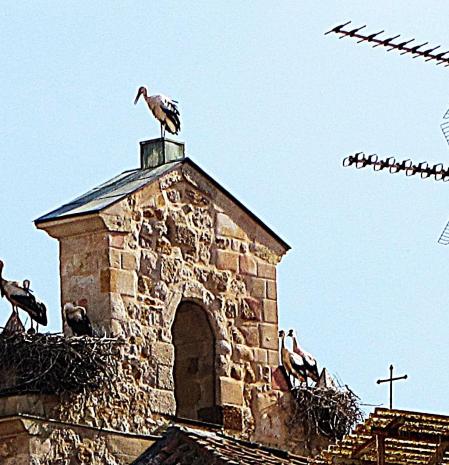 Cigüeñas orientadas en dirección a la antena, en Zamora.