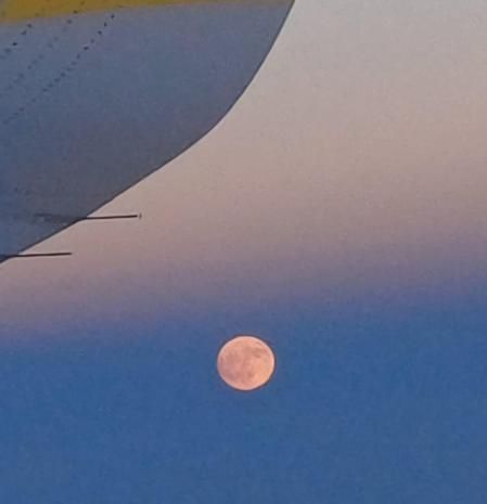 El vuelo de la luna llena de fresa.