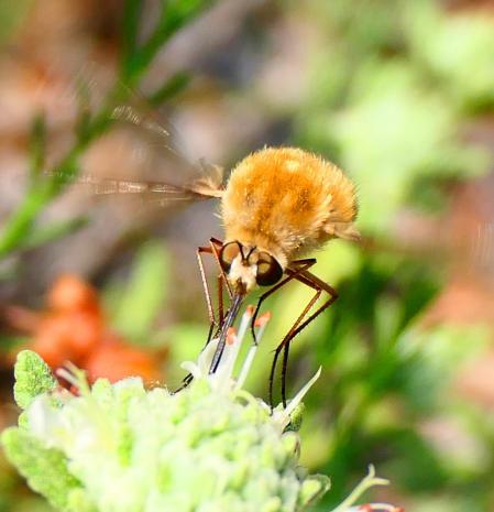 Mosca abeja, en los jardines de las clarisas de Vilobí d'Onyar.