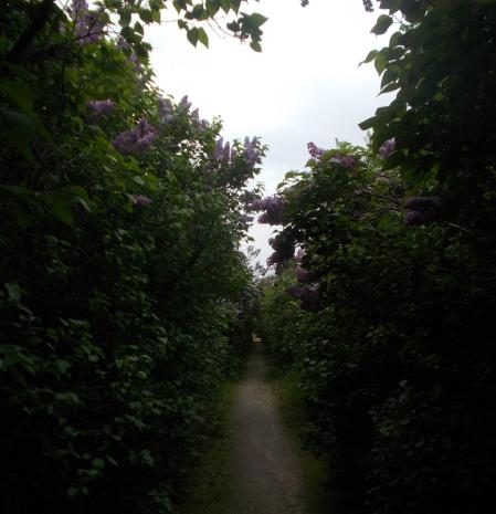 El camino a la Arcadia en la Quinta de Torre Arias.