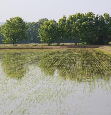 Campo de arroz en Fontanilles.