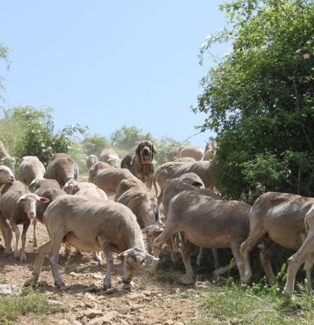Cerca de medio centenar llegan a los puertos leoneses donde pasarán el verano procedentes de Huelva.