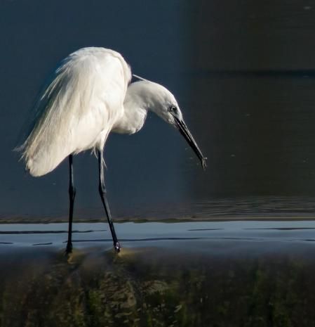 Martinete blanco pescando en el río Ter.