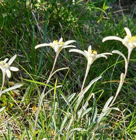 Alrededores del Xalet del Catllaràs.