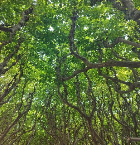 Passeig de Joan Brudieu.