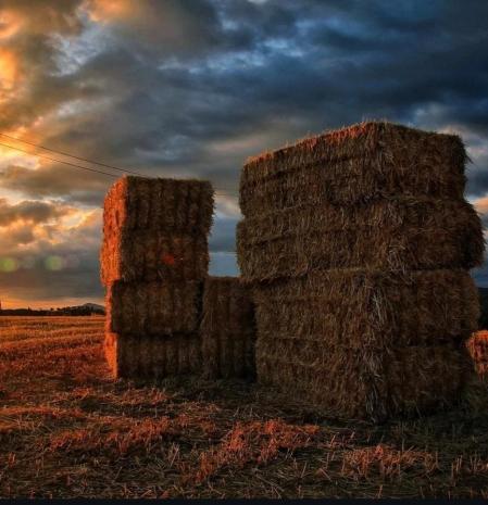Amanecer entre balas de paja, en Les Franqueses del Vallès.