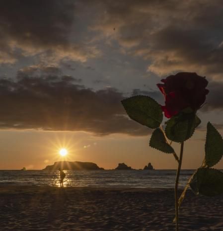 Amanecer en una playa de l'Estartit con primer plano de una rosa.