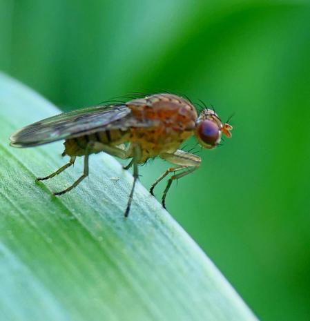 Mosca de la fruta.
