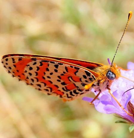 La doncella tímida.