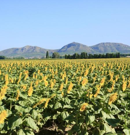 Girasoles en Fontanilles.