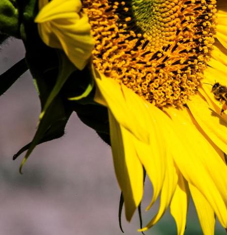 Girasoles en su máximo esplendor, en Balenyà.