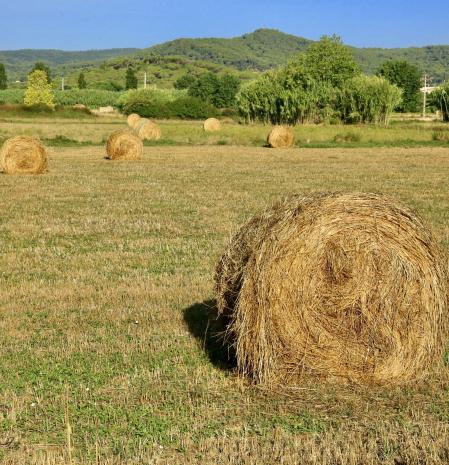 Campo de balas de paja en Palafrugell.