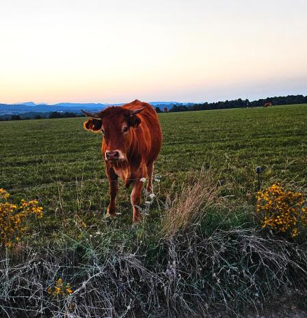 Una vaca marrón mirando a la cámara en Lladurs, Lleida.