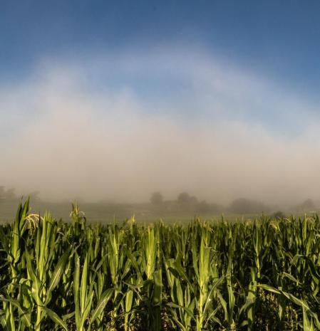 Un arco de niebla en el campo de Manlleu.