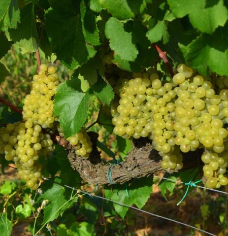 Viña de  variedad parellada en Torrelles de Foix.
