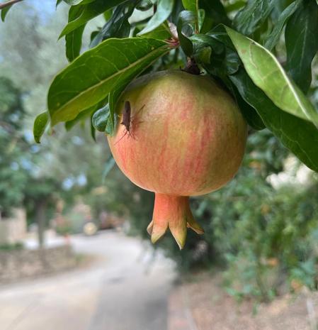 La 'magrana' madurando anuncia el otoño.