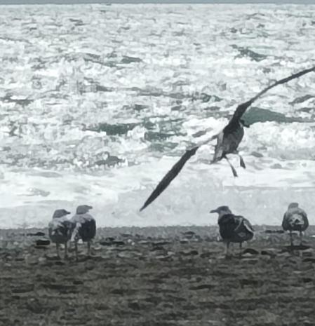 Gaviotas huyendo de la mala mar en la playa de Salobreña.