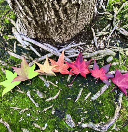 Los colores del otoño en el Ripollès.