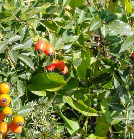 Rosal silvestre en Sant Llorenç del Munt.