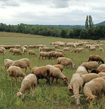 Ovejas pastando en un prado de Montmajor.