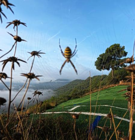 La gran perspectiva de la telaraña.