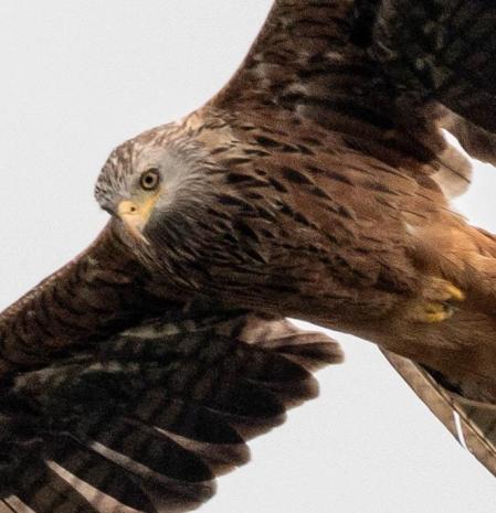 Milano real sobrevolando la Cerdanya.