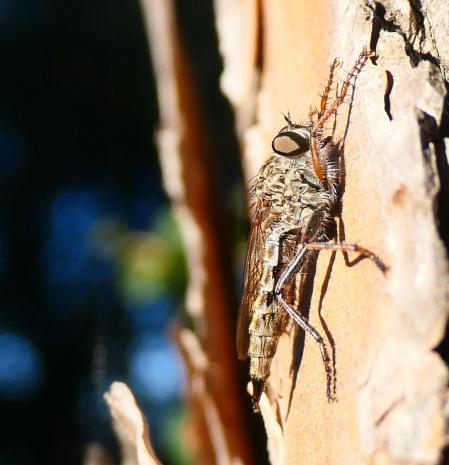 Mosca ladrona macho, en los jardines de Vilobí d'Onyar.