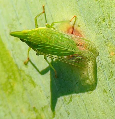 La curiosa mosca linterna europea, en los jardines de Vilobí d'Onyar.