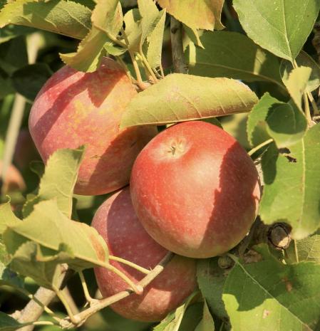 Manzanas a punto para la cosecha en Fontanilles.