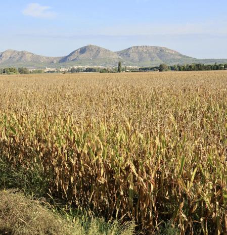 Campo de maíz en Fontanilles a punto para la cosecha.