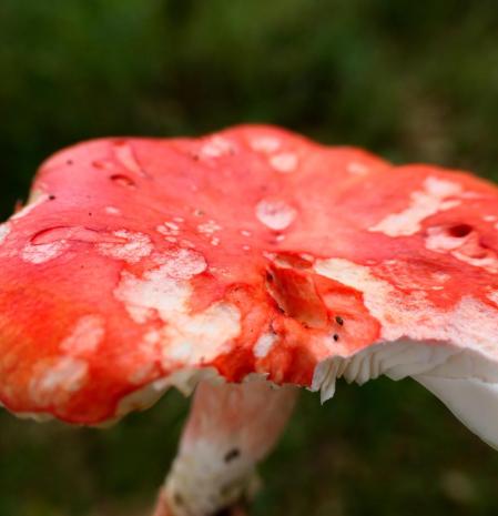 Russula rosea, en los bosques de Vilobí d'Onyar.