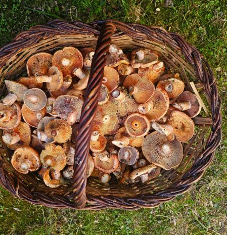 Cesta llena de robellones.