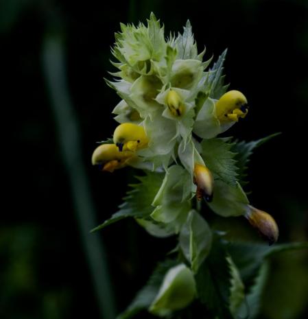 Rhinanthus minor en la Vall d'Aran.