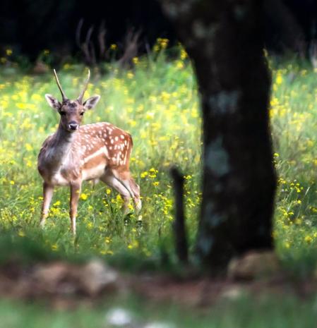 Gamos en la Alta Garrotxa.