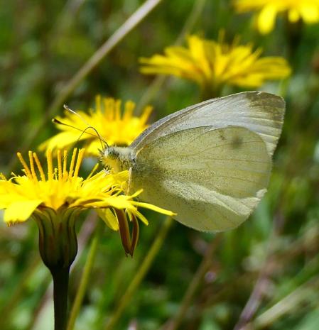 La alianza otoñal del diente de león con la mariposa blanquita.