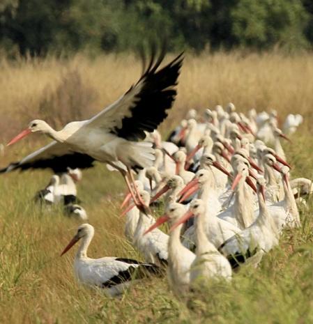 Cigüeñas en el Estany de Pals.