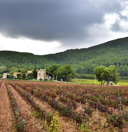 Las viñas en Aiguaviva de la Juncosa del Montmell.