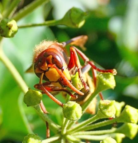 El avispón europeo.