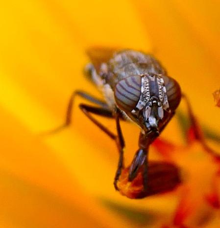 Stomorhina lunata, con los ojos separados.